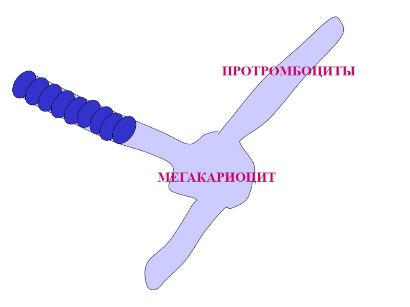 МЕГАКАРИОЦИТ ПРОТРОМБОЦИТЫ